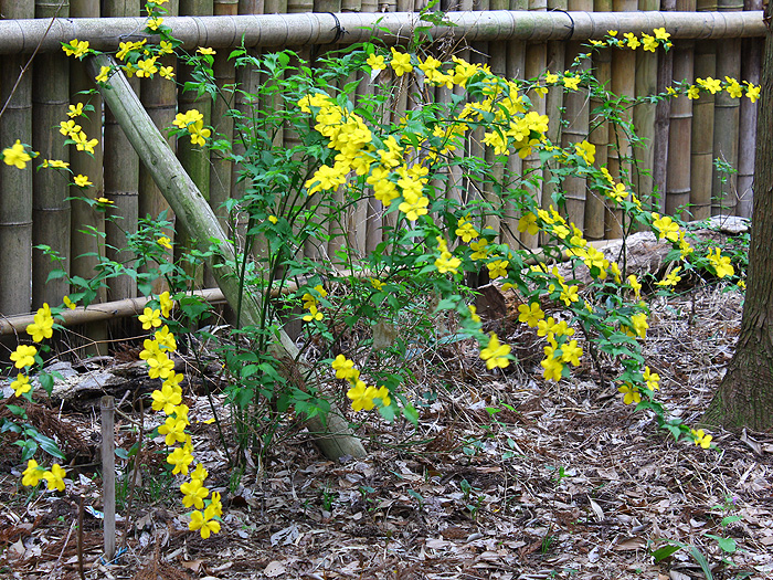 藤沢えびね・やまゆり園 ヤマブキ