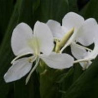 茅ヶ崎花屋 さんこう生花店 Author At とことこ湘南 ページ 19 35 茅ヶ崎花屋 さんこう生花店 Author At とことこ湘南 ページ 19 35