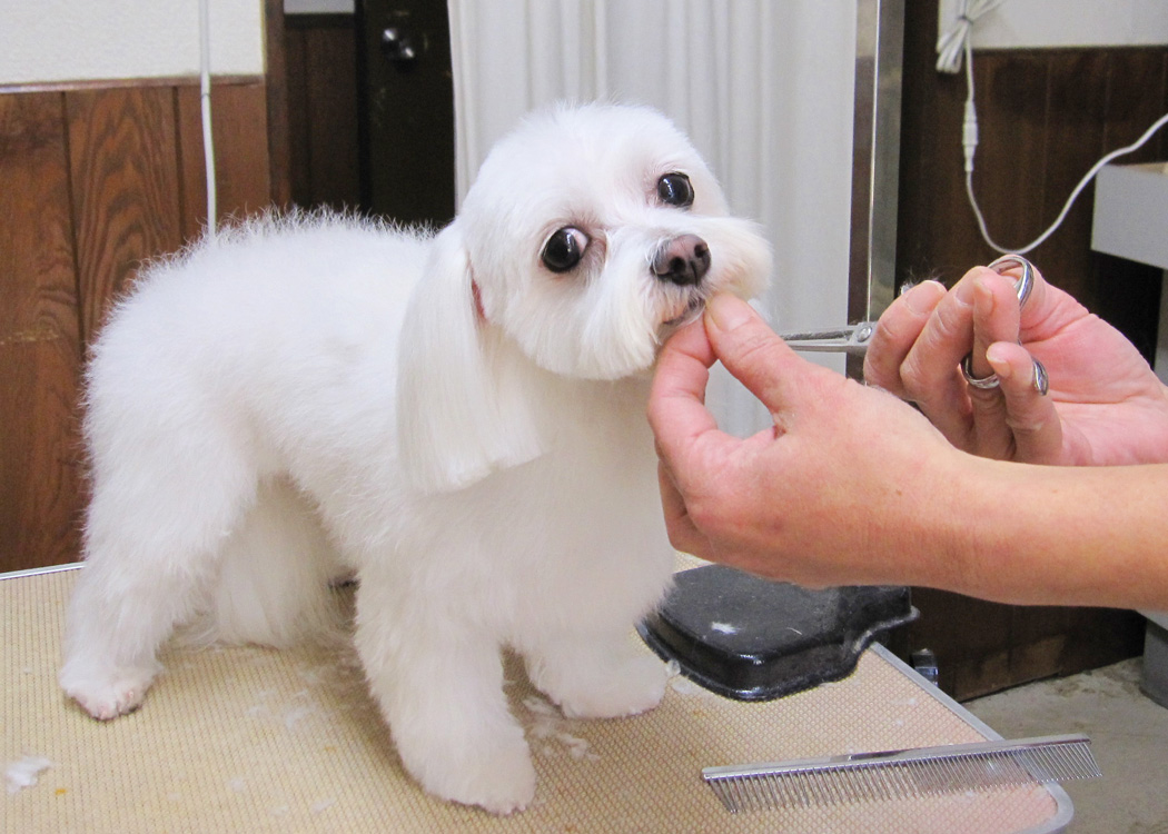 ドッグガーデン マッキーズ - とことこ湘南