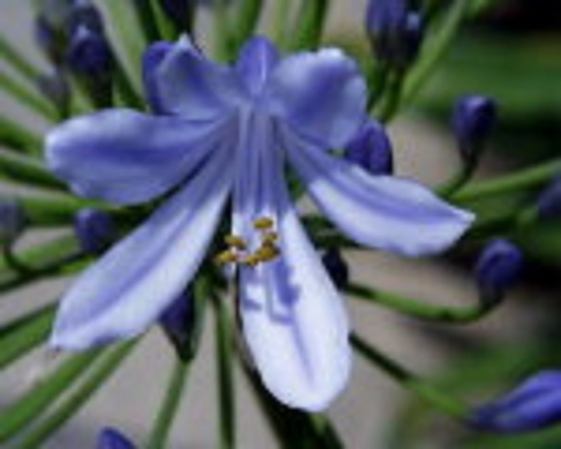 8月22日の誕生花と花言葉です とことこ湘南 8月22日の誕生花と花言葉です とことこ湘南