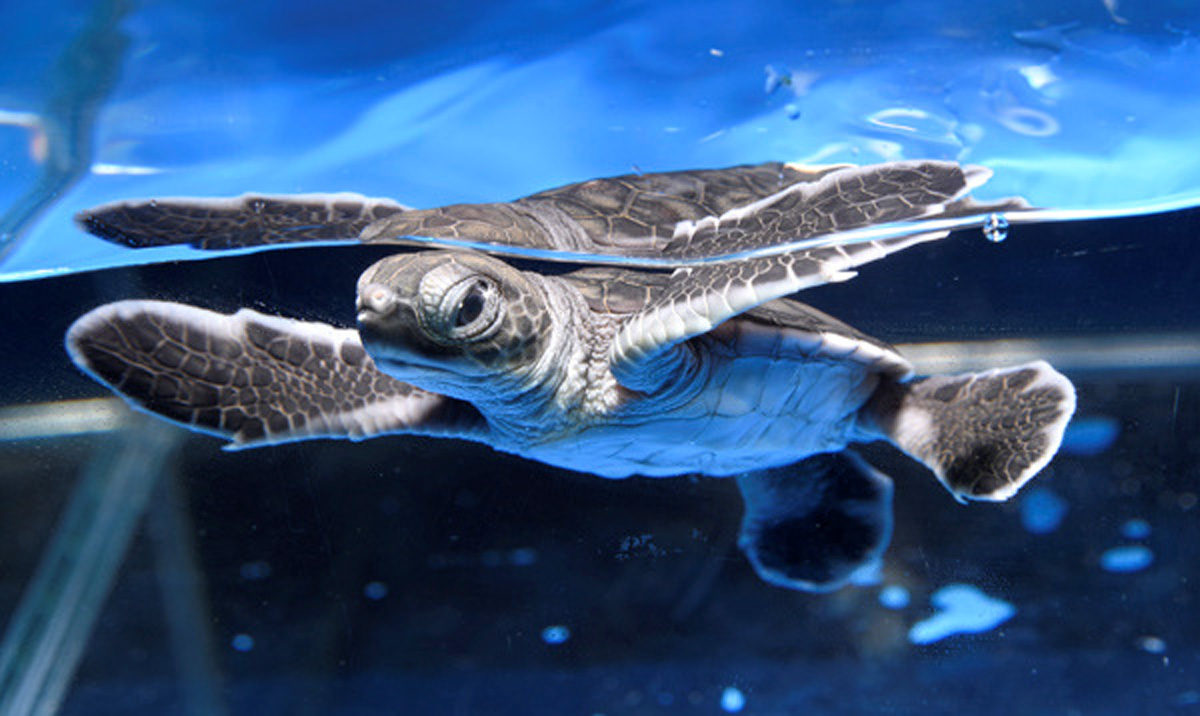 新江ノ島水族館