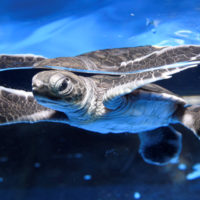 新江ノ島水族館