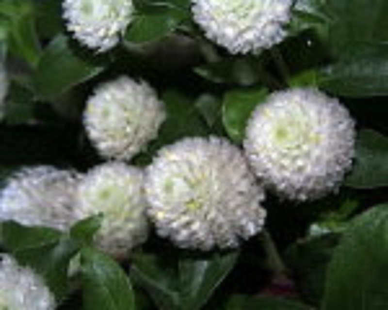 9月22日の誕生花と花言葉です とことこ湘南