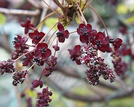 10月23日の誕生花と花言葉です とことこ湘南