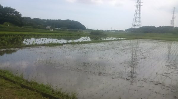 ‎2018‎年‎6‎月‎17‎日　田植え終了後の田んぼ