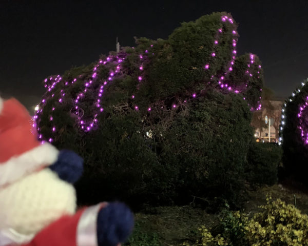 イルミ 豚の植え込み