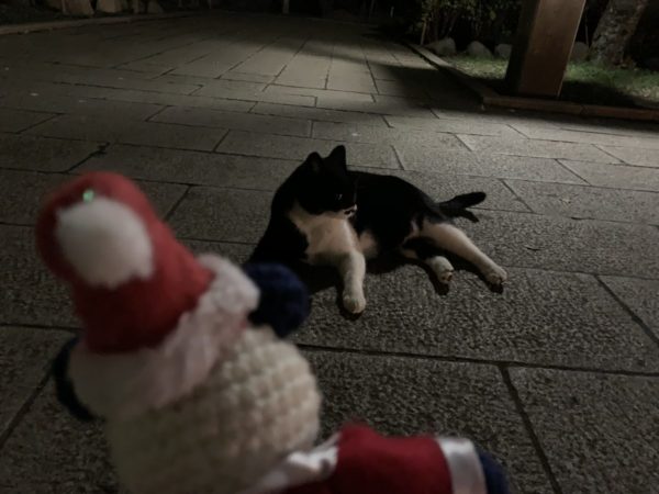 江の島の猫とクック