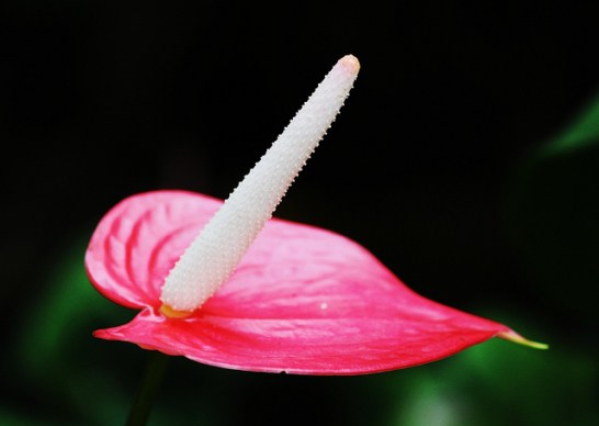 Anthurium_01[1]