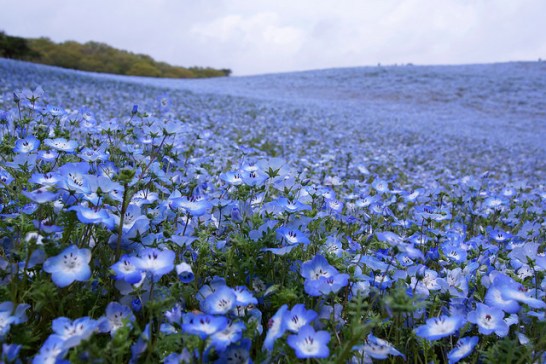 1月28日の誕生花と花言葉です とことこ湘南