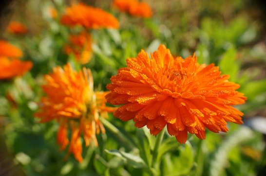 Calendula_01[1]