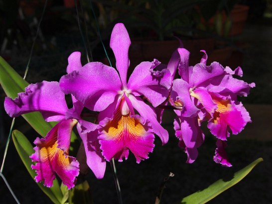 Cattleya_01[1]