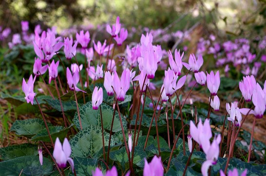 Cyclamen_01[1]