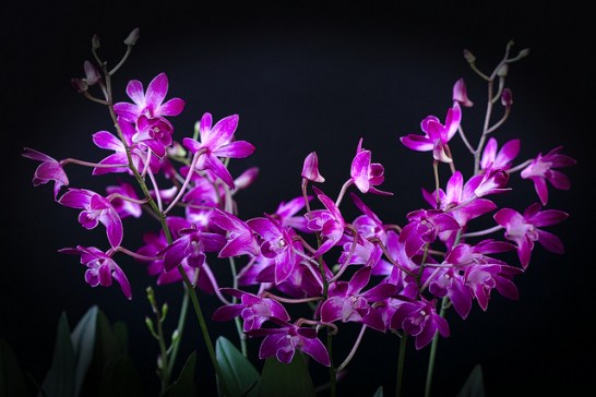 Dendrobium[1]