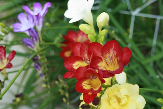 Freesia[1]