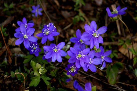 Hepatica_01[1]