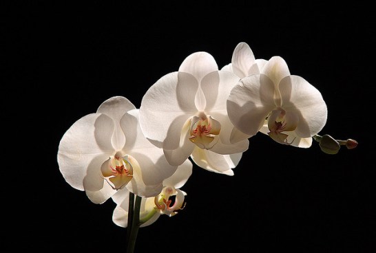 Phalaenopsis_01[2]