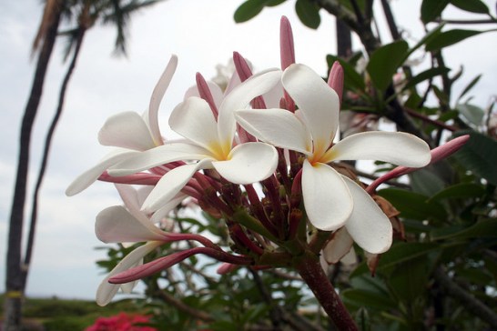 Plumeria_01[1]