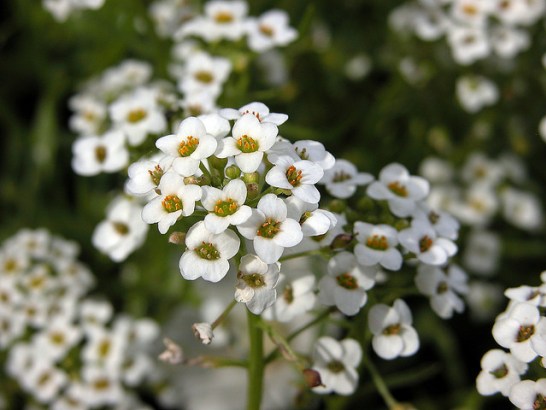 Sweet-alyssum_01[1]