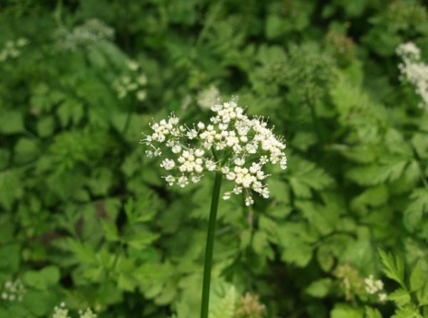 Water-dropwort_01[1]