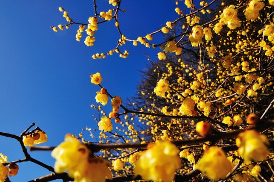 Wintersweet_01[1]