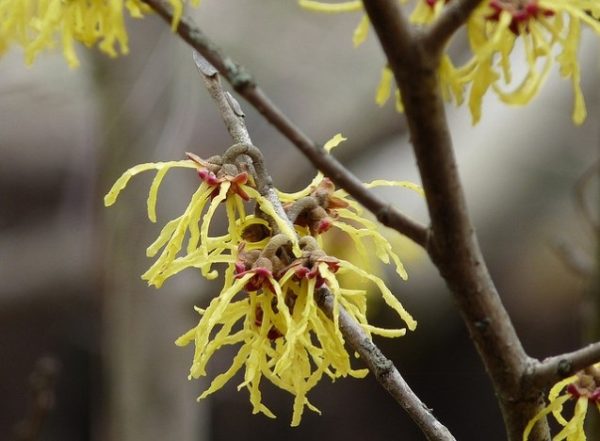 Witch-hazel_01[1]