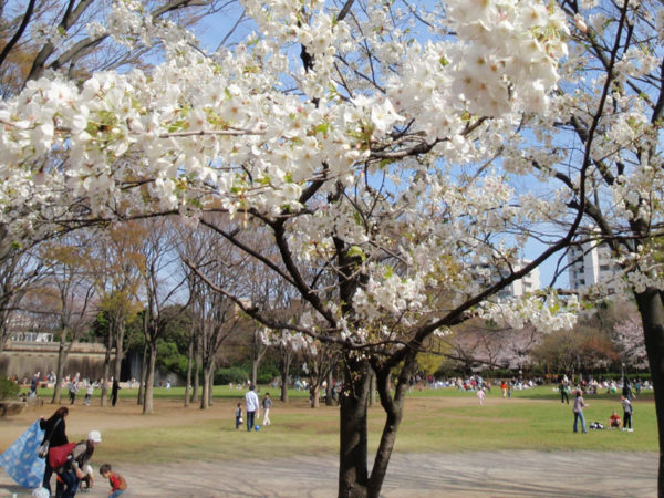 お花見