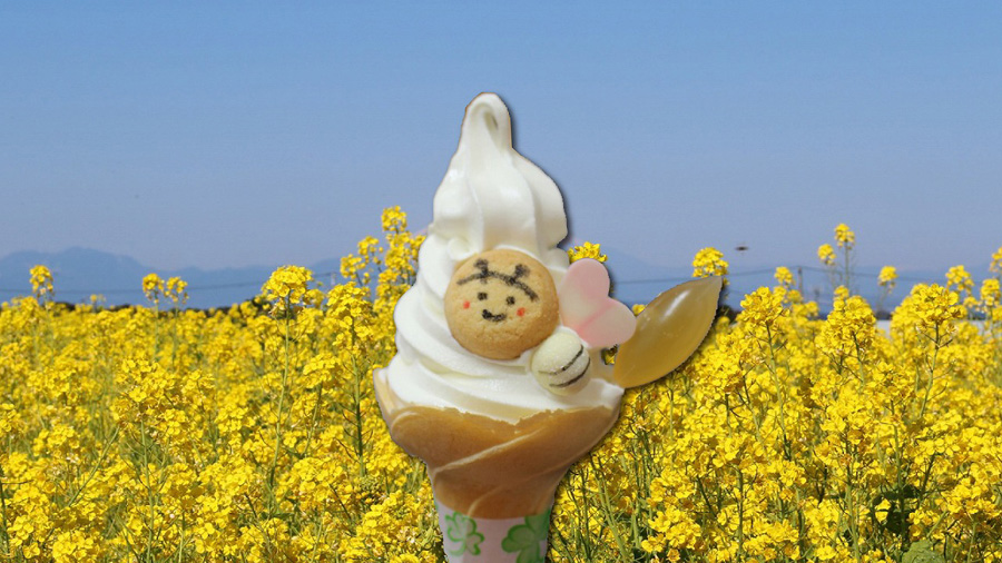 菜の花が見頃です！「菜の花まつり」開催中【ソレイユの丘】