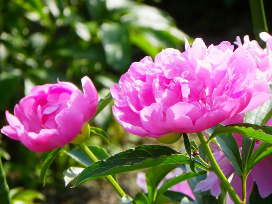 Chinese-peony_01[1]