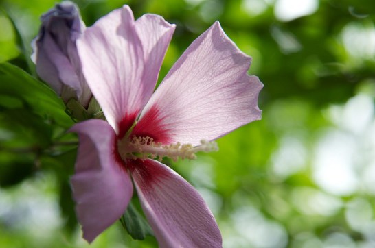 Rose-of-Sharon_01[1]