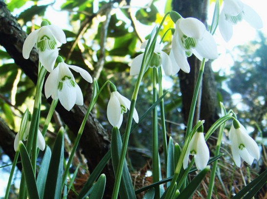 Snowdrop_01[1]