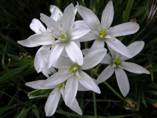 Star-of-Bethlehem_01[1]