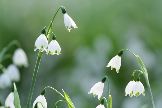 2月17日の誕生花と花言葉です とことこ湘南