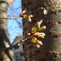 桜のつぼみ