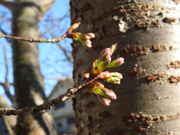 桜のつぼみ