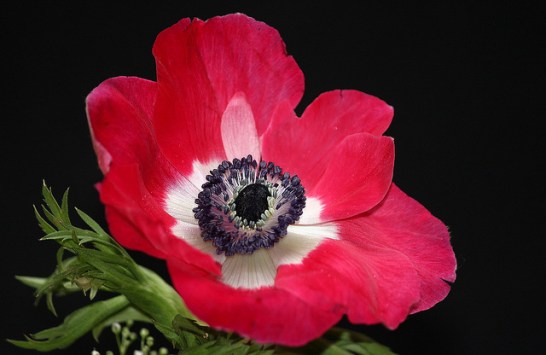 Anemone_01[1]