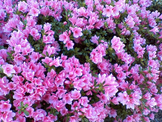 Azalea_01[1]