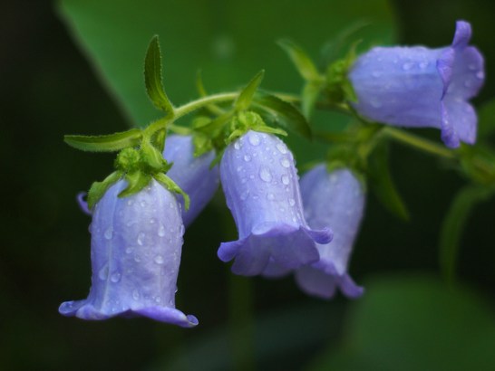 3月7日の誕生花と花言葉です とことこ湘南