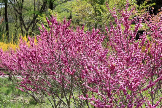 3月16日の誕生花と花言葉です とことこ湘南