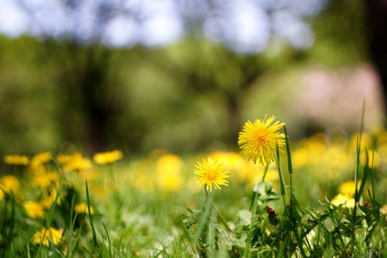 Dandelion_01[1]