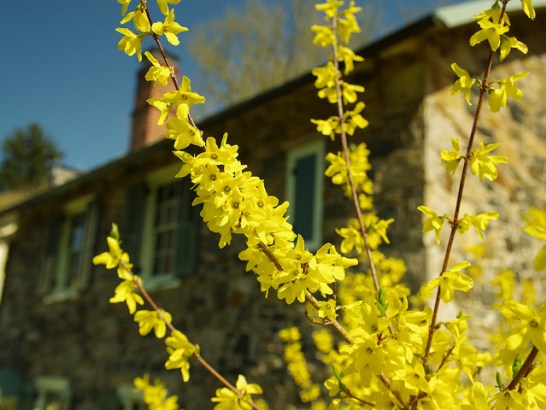 Forsythia_01[1]