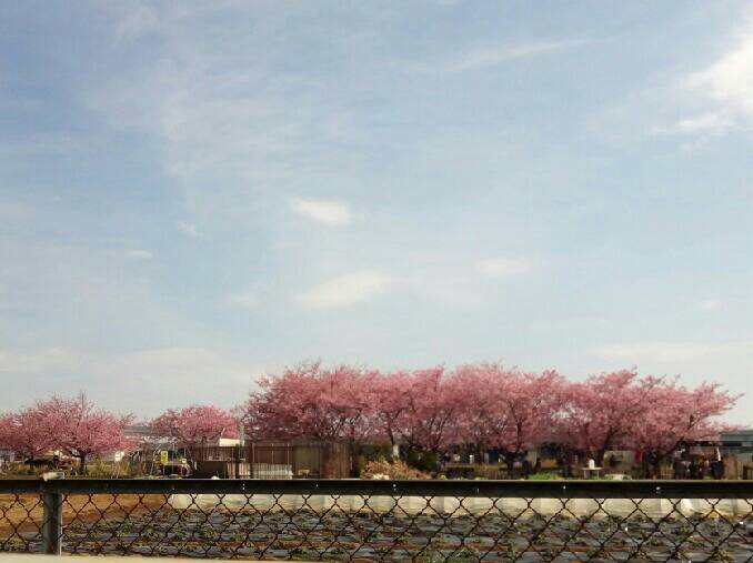 第13回小出川桜まつり　～やっぱり、春は小出川から～
