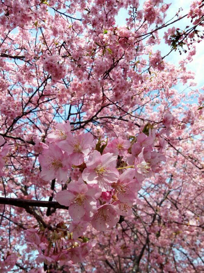 小出川桜まつり