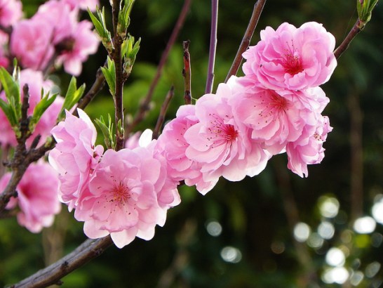 Peach-blossom_01[1]