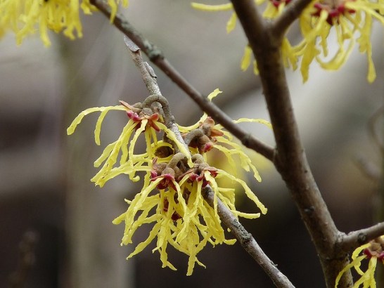 Witch-hazel_01[1]