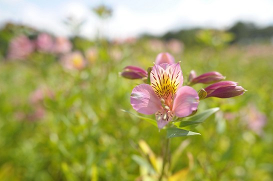 Alstroemeria_01[1]