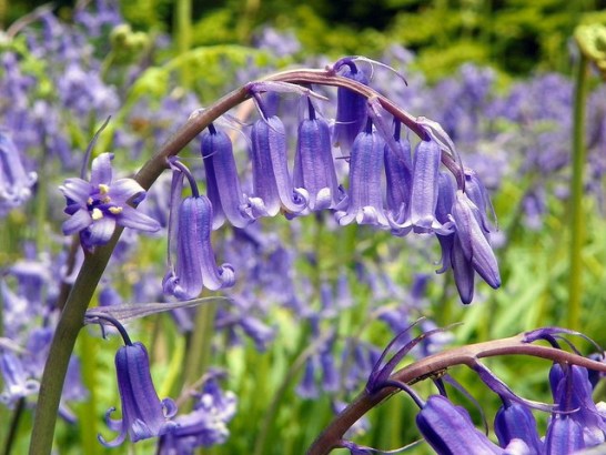 4月25日の誕生花と花言葉です とことこ湘南