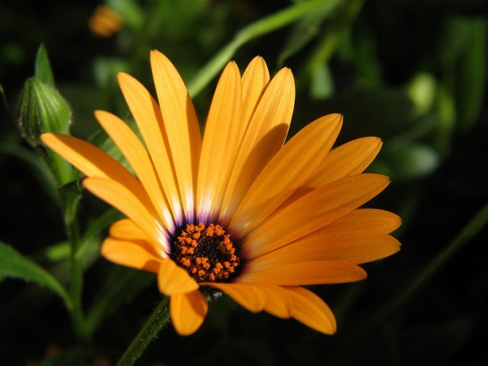 Cape-marigold_01[1]