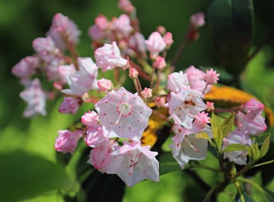 Mountain-laurel_01[1]