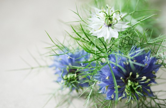 Nigella_01[1]