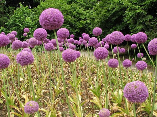 Allium_01[1]